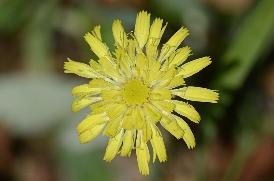 Pilosella officinarum (= Hieracium pilosella) / Pelosella